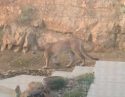 Cougar spotted in Sonora off Racetrack Road