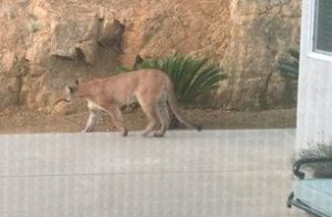 Cougar Spotted In Sonora