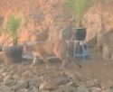 Cougar spotted in Sonora off Racetrack Road