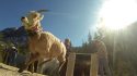 Yosemite National Park Sierra Nevada Bighorn Sheep Release