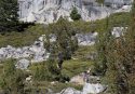 Yosemite National Park Sierra Nevada Bighorn Sheep Release Into Cathedral Range