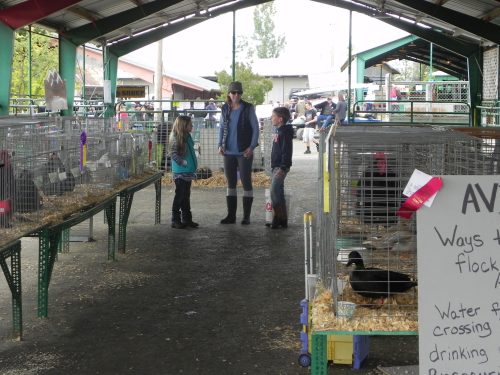 Calaveras-Fair-2015-Poultry-Pavilion
