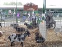Pygmy-Goats