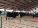 Cattle