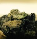 Frog-Jump-frogs-in-the-spa-2015