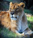 Sheba, PAWS African lion, RIP