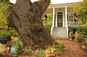 This Is The 500-year-old Oak Tree That Pam And Ron Were Married Under