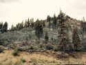 Washington Fire from Hwy 4
