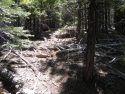 Example of forest overgrowth - just outside of project area
