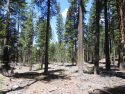 Mechanical thinning was conducted here outside of Pinecrest