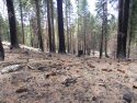 Prescribed Burning Area Outside Of Pinecrest