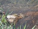 Adult Sierra Nevada Yellow-Legged Frog