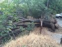 Large Oak Tree Falls into Neighbor's yard