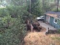 Gerrymander tree crashes into Neighbor's yard