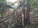 View of 100 foot oak tree down in backyard