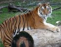 Ginger, 16, PAWS Tiger, passes away Aug. 26, 2015