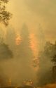 The Butte Fire When It Approached Highway 26 In Moke Hill