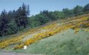 Cytisus Scoparius Scotch Broom