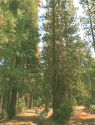 Dead Trees, Upper Soulsbyville Ditch Area