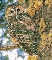 California Spotted Owl