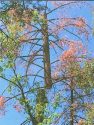 Tree Removal