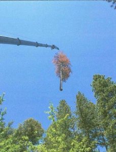 Tree Top Removal Upper Soulsbyville Area