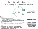 Bark Beetle Lifecycle