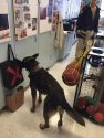 K-9 Kain of the Angels Camp Police Dept.