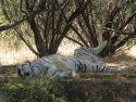 Willie, 19, PAWS tiger passes away, Nov. 2015