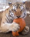 Willie, 19, PAWS tiger passes away, Nov. 2015