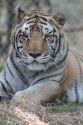 Willie, 19, PAWS tiger passes away, Nov. 2015