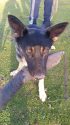 Belgian Malinois/German being considered for K-9 Unit