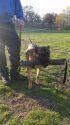 Belgian Malinois being considered for the K-9 Unit