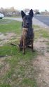 Chief Todd Fordahl's Dutch Shepherd/Belgian Malinois cross partner, Kato