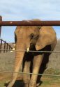 PAWS African Elephant Thika