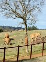 Three of PAWS African Elephants: Maggie, Mara and Lulu at the Ark2000 Sanctuary in San Andreas