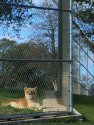 PAWS African Lioness Camba