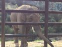 PAWS Asian Bull Elephant Nicholas at PAWS Ark2000 Sanctuary in San Andreas, at the Dec. 2015 Holiday Open House