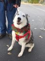 Cierra a four legged elf at the Interfaith Coat Drive and Santa-Fly-in at Standard Park