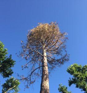 Dying Tree In Courthouse Park