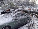 Twain Harte tree smashes car