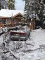 Twain Harte tree smashes car