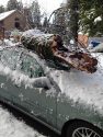 Twain Harte tree smashes car