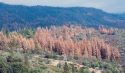 CAL FIRE Image of Drought and Insect-impacted trees in the Sierra Nevada