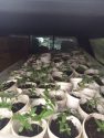 Pot plants bust in Jamestown