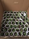 Pot plants bust