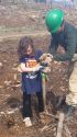 Rim Fire Tree Replanting NCCC Silver 51 Team Leader Emily Finnegan, from upstate New York, and Hana Connolly, of Sonora plant a ponderosa pine seedling in the Rim Fire area near Cherry Lake Road.