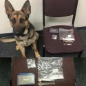 Tuolumne County K9 Hans with latest drug bust, Feb. 26, 2016