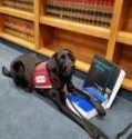 Ann, court service dog