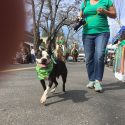 Murphys Day Parade 2016